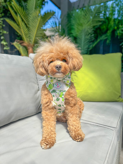 Key Lime - Adjustable Harness