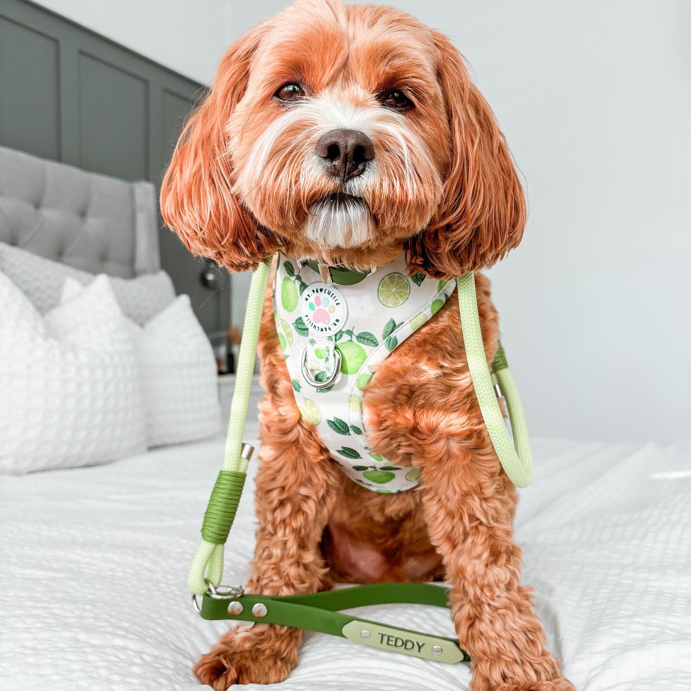 Key Lime - Adjustable Harness