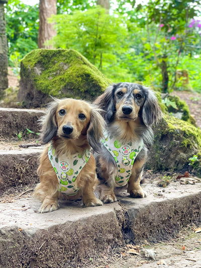 Key Lime - Adjustable Harness